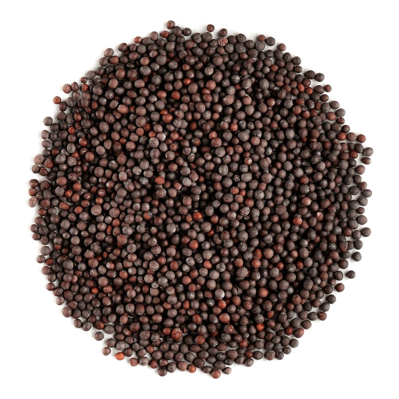 The Mustard Seeds ☆III Mustard Seeds Brown, Tori Dana | RaraMarket Japan